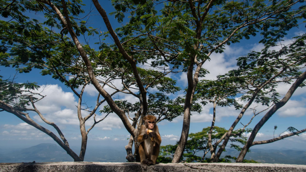 Why August Is Actually a Great Month for Sri Lanka Safari