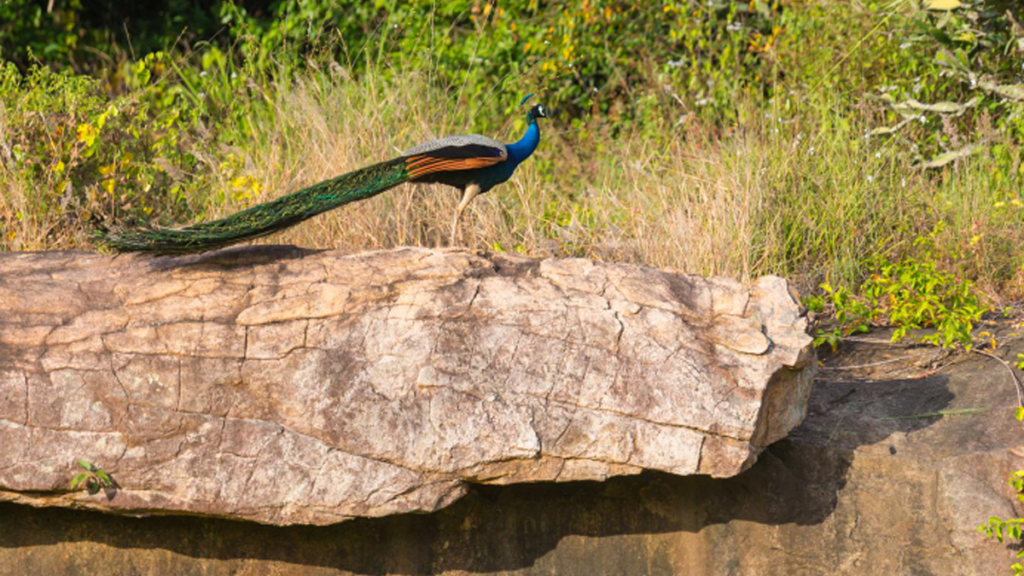 Wildlife You Can Actually Expect to See in August