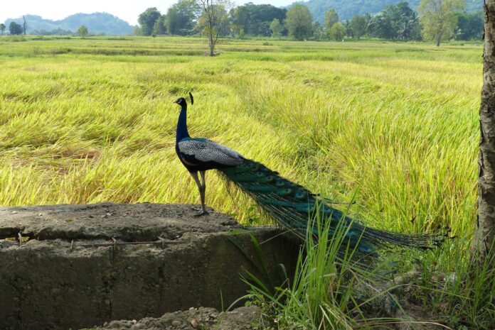Safari Sri Lanka
